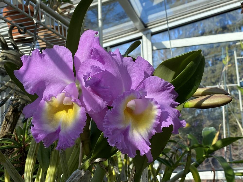 Photo of Orchid (Rhyncholaeliocattleya Hawaiian Agenda 'Florida Winter') uploaded by Ursula