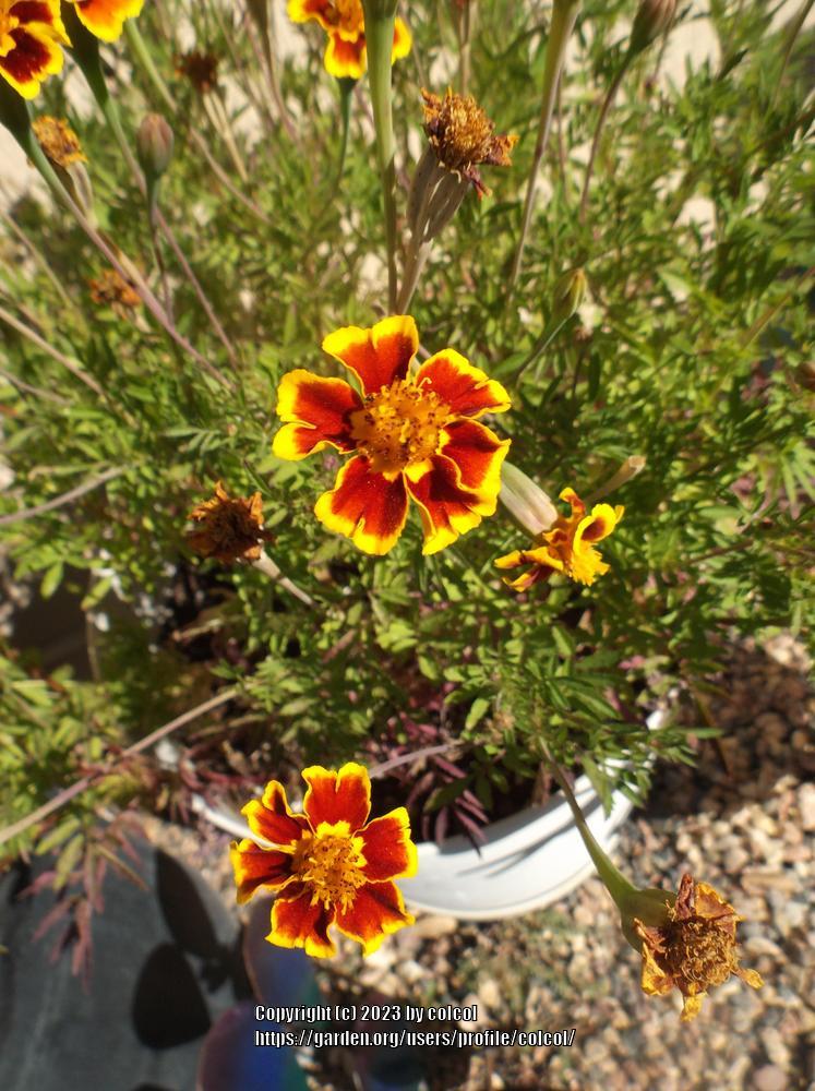 Photo of French Marigold (Tagetes erecta 'Legion of Honour') uploaded by colcol