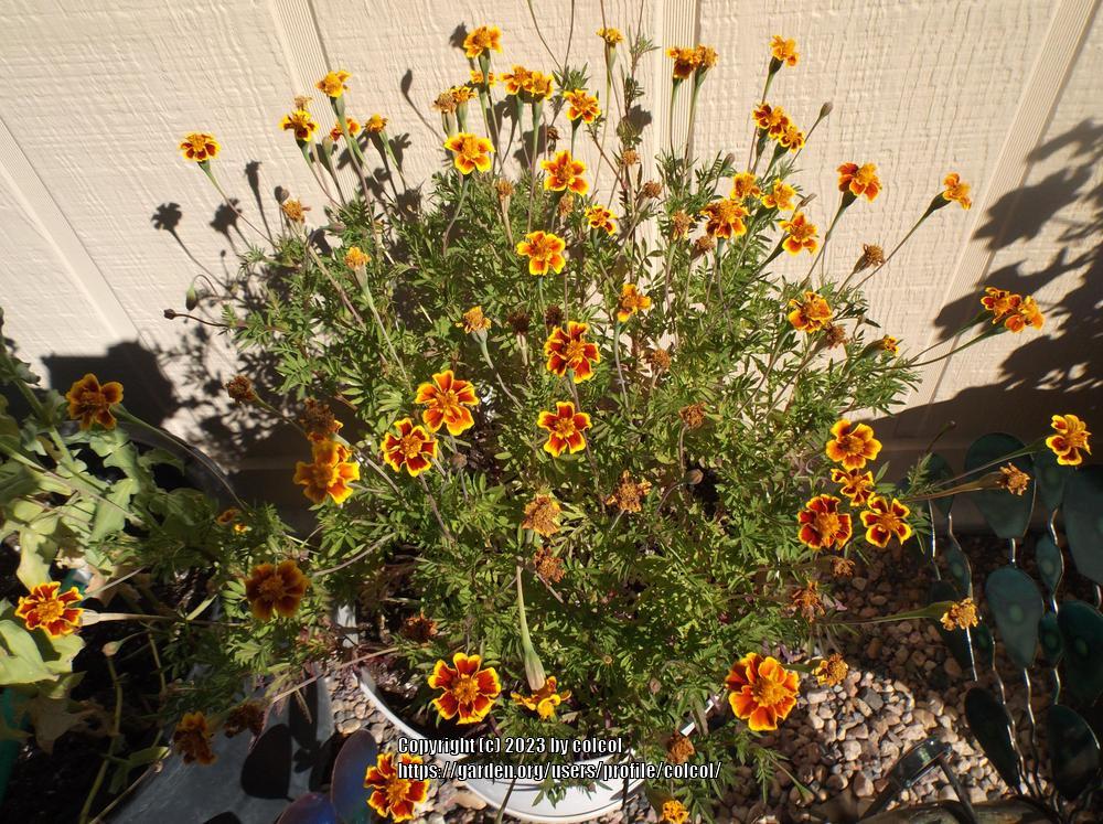 Photo of French Marigold (Tagetes erecta 'Legion of Honour') uploaded by colcol