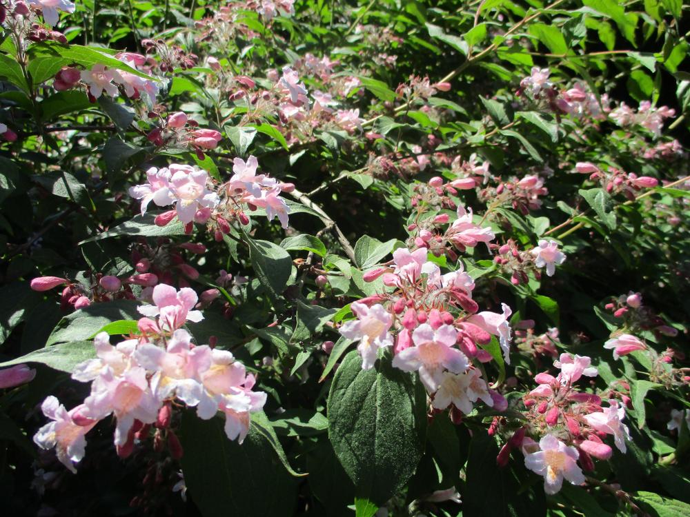 Photo of Beauty Bush (Kolkwitzia amabilis) uploaded by Versicolor