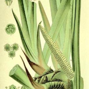 illustration from 'Prof. Dr. Thome's Flora von Deutschland, Oster