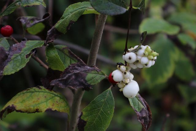 Photo of Common Snowberry (Symphoricarpos albus) uploaded by RuuddeBlock