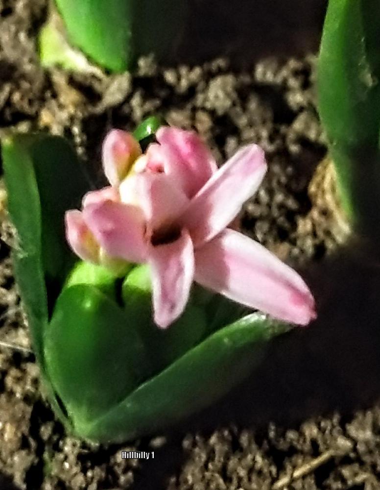 Photo of Hyacinths (Hyacinthus) uploaded by HoodLily