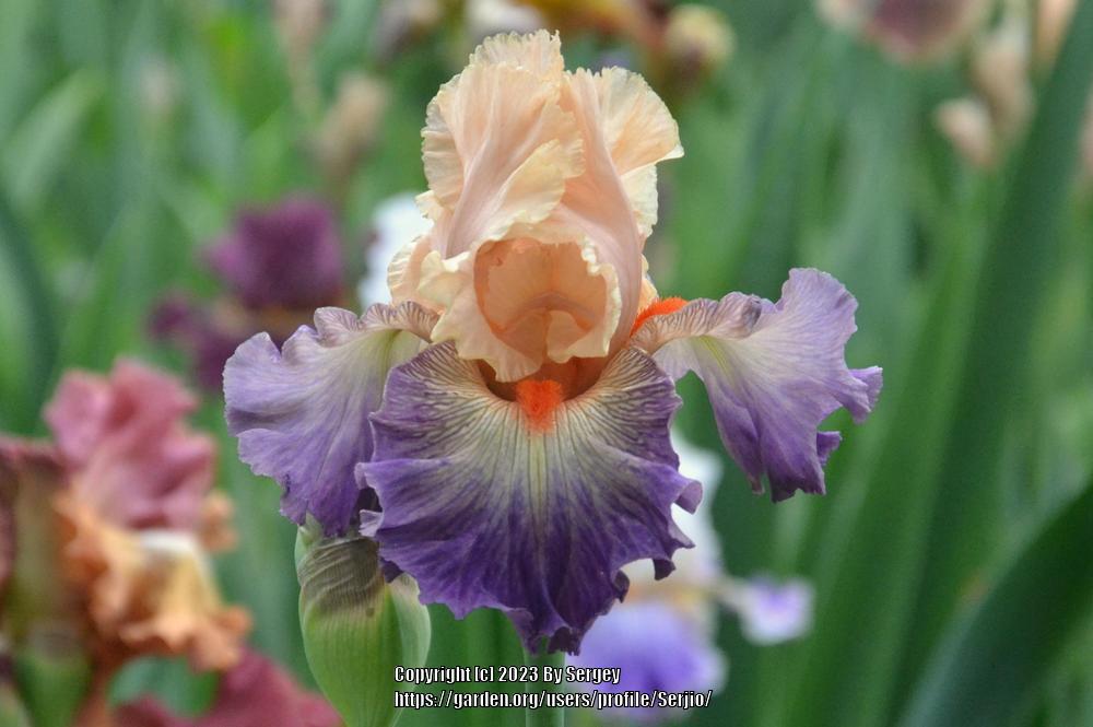 Photo of Tall Bearded Iris (Iris 'Undercurrent') uploaded by Serjio
