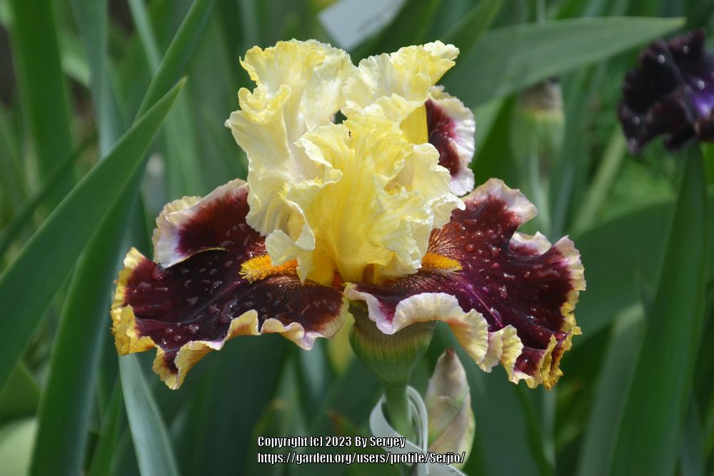 Photo of Tall Bearded Iris (Iris 'Twilight Rhapsody') uploaded by Serjio