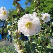 Light Pink Hollyhocks at CSS garden,  Fordhook Giant Mix,