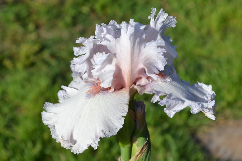 Photo of Tall Bearded Iris (Iris 'Strawberry Frosting') uploaded by Beckyree8