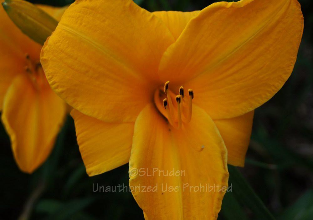Photo of Daylily (Hemerocallis 'Sparkling Orange') uploaded by DaylilySLP