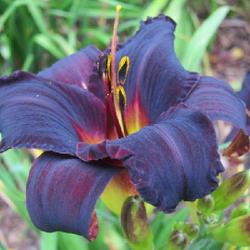 
Photo Courtesy of Celestial Daylilies . Used with Permission