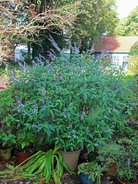 Photo of Sage (Salvia 'Phyllis Fancy') uploaded by RuuddeBlock