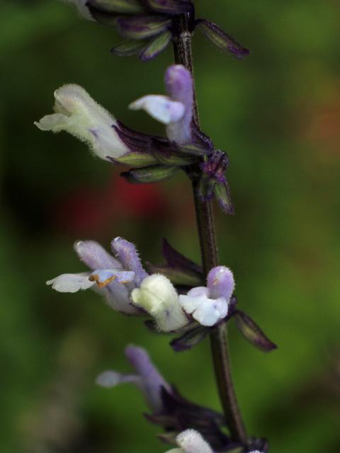 Photo of Sage (Salvia 'Phyllis Fancy') uploaded by RuuddeBlock
