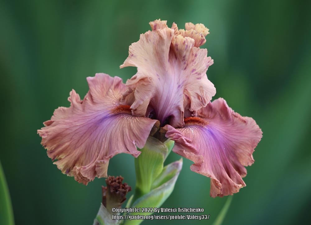 Photo of Tall Bearded Iris (Iris 'Buongiorno') uploaded by Valery33