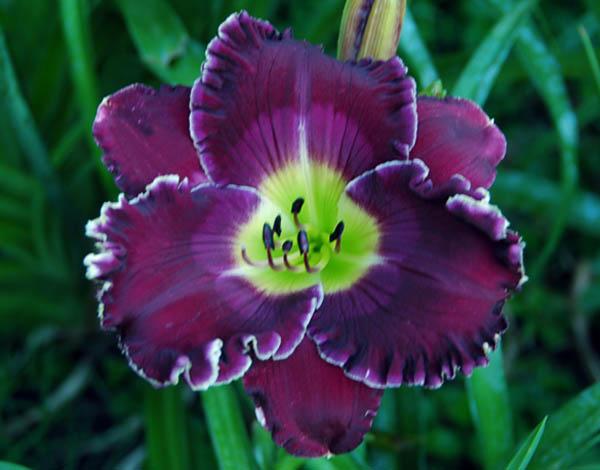 Photo of Daylily (Hemerocallis 'Faith that Moves Mountains') uploaded by shive1