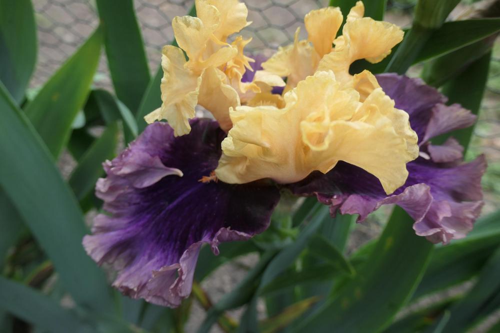 Photo of Tall Bearded Iris (Iris 'Hollywood Lights') uploaded by Caruso