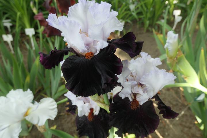 Photo of Tall Bearded Iris (Iris 'Starring') uploaded by Caruso