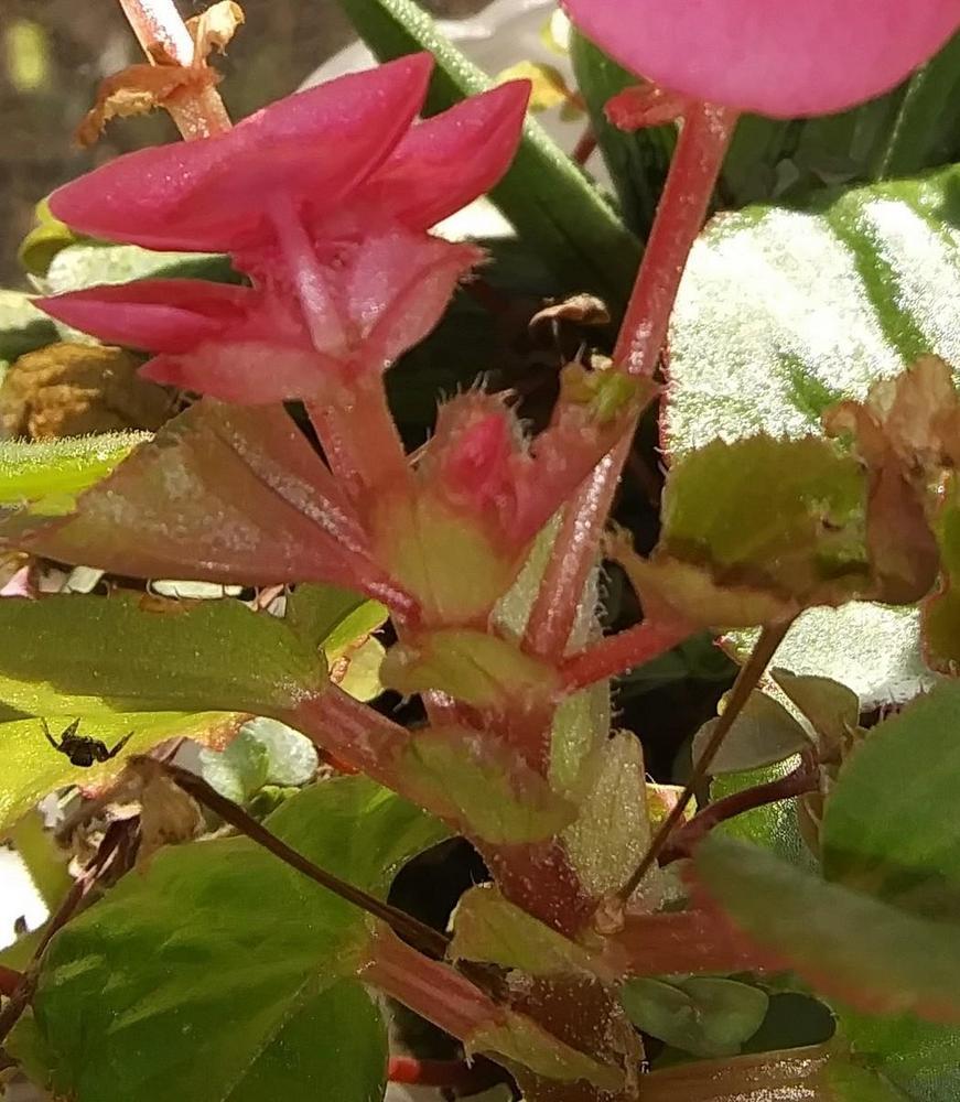 Photo of Wax Begonia (Begonia cucullata) uploaded by purpleinopp