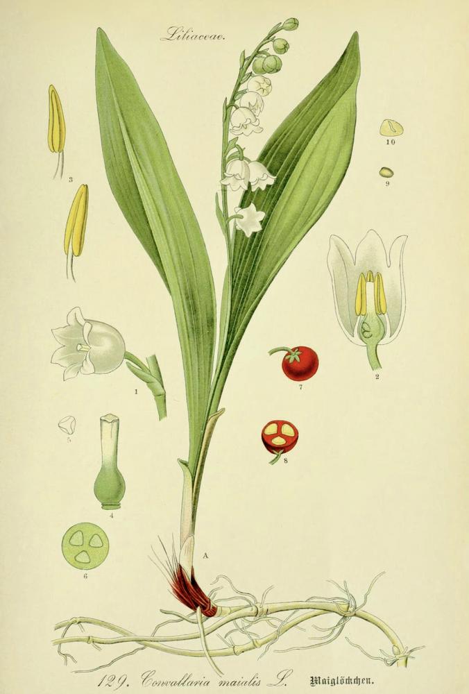 Photo of Lily Of The Valley (Convallaria majalis) uploaded by scvirginia