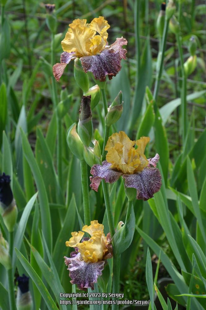 Photo of Tall Bearded Iris (Iris 'Temporal Anomaly') uploaded by Serjio