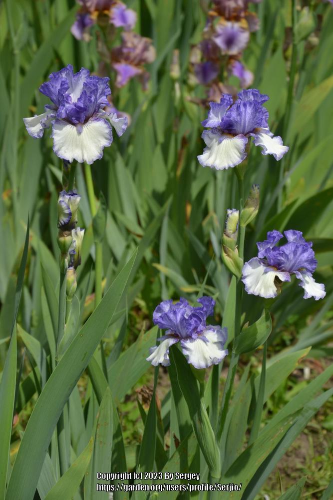 Photo of Tall Bearded Iris (Iris 'Texas Two Step') uploaded by Serjio