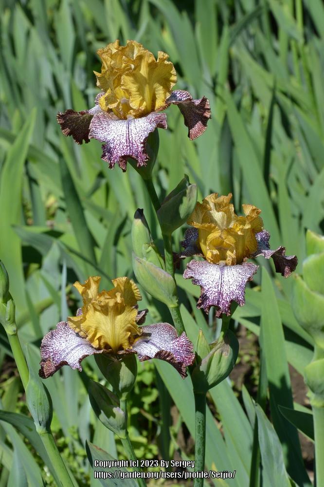 Photo of Tall Bearded Iris (Iris 'Temporal Anomaly') uploaded by Serjio
