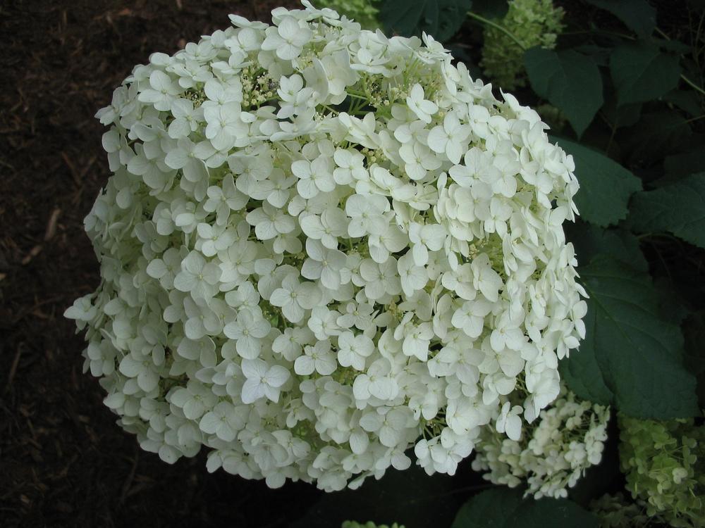 Photo of Smooth Hydrangea (Hydrangea arborescens 'Annabelle') uploaded by 2Dogsmother