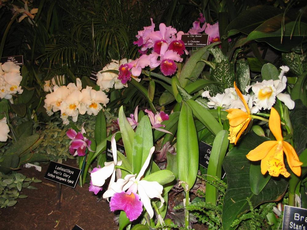 Photo of Orchid (Cattleya) uploaded by 2Dogsmother
