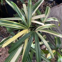Location: St Petersburg, Florida 
Date: Jan 18 2023
Variegated plant showing some stress from recent cold weather (34
