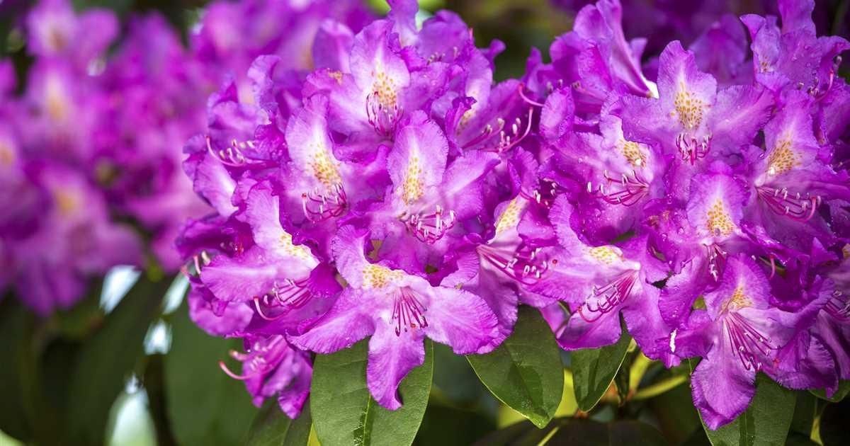 Photo of Rhododendron 'Purpureum Elegans' uploaded by Joy