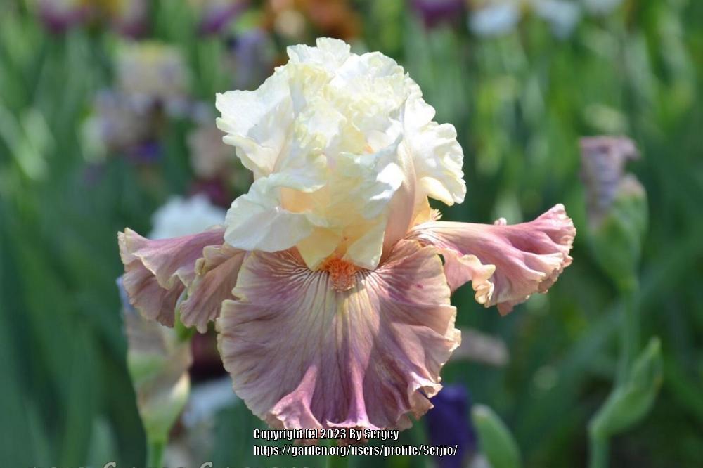 Photo of Tall Bearded Iris (Iris 'Strawberry Sorbet') uploaded by Serjio
