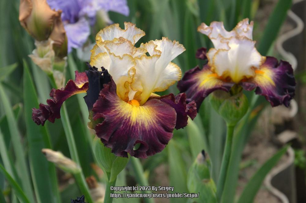 Photo of Tall Bearded Iris (Iris 'Superhero') uploaded by Serjio