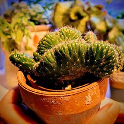 Location: Ann Arbor, Michigan
Date: 2023-01-13
Opuntia Cylindrica cristata - just purchased in Southern Californ
