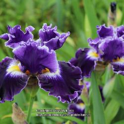 Location: My Garden in PA
Date: 2022-05-15
My favorite iris!  It's so beautiful.  A must have!