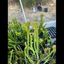 Location: Used with permission from Carnivorous Greenhouse. Plants for sale: https://carnivorousgreenhouse.com/
