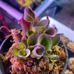 Location: Used with permission from Carnivorous Greenhouse. Plants for sale: https://carnivorousgreenhouse.com/