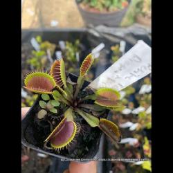 Location: Used with permission from Carnivorous Greenhouse. Plants for sale: https://carnivorousgreenhouse.com/
Venus Flytrap 'Petite Dragon' x 'Petite Dragon'