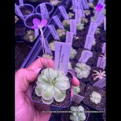 Location: Used with permission from Carnivorous Greenhouse. Plants for sale: https://carnivorousgreenhouse.com/
Pinguicula hemiepiphytica x cyclosecta
