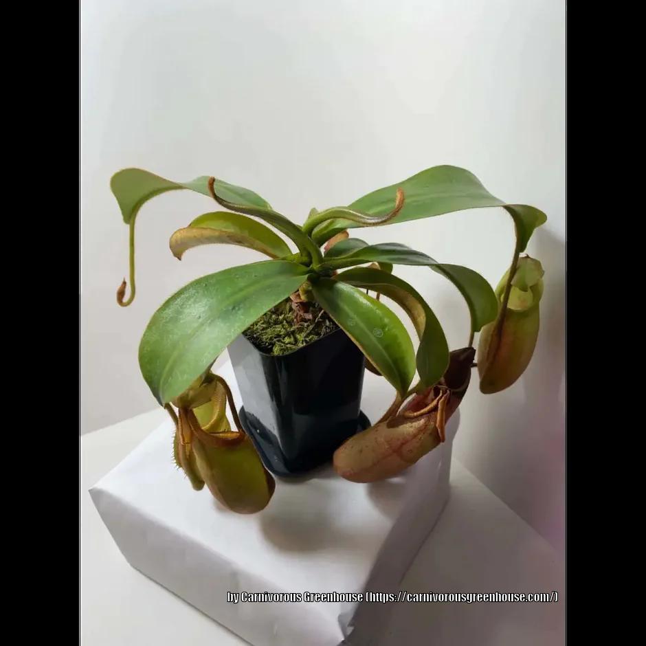 Photo of Pitcher Plant (Nepenthes) uploaded by sedumzz