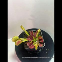 Location: Used with permission from Carnivorous Greenhouse. Plants for sale: https://carnivorousgreenhouse.com/
Venus Flytrap 'Jaws' x 'Petite Dragon'