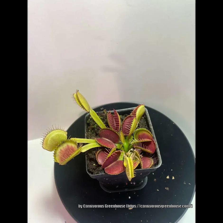 Photo of Venus Fly Trap (Dionaea muscipula) uploaded by sedumzz