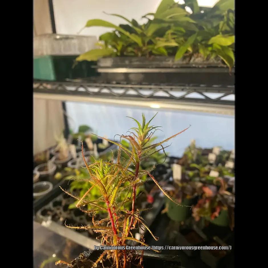 Photo of Bug Plant (Roridula gorgonias) uploaded by sedumzz