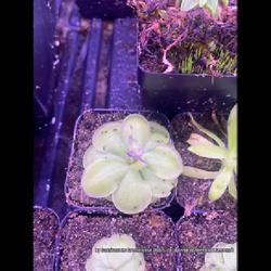Location: Used with permission from Carnivorous Greenhouse. Plants for sale: https://carnivorousgreenhouse.com/
Pinguicula hemiepiphytica x cyclosecta