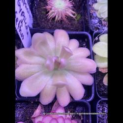Location: Used with permission from Carnivorous Greenhouse. Plants for sale: https://carnivorousgreenhouse.com/
Pinguicula gypsicola x sethos