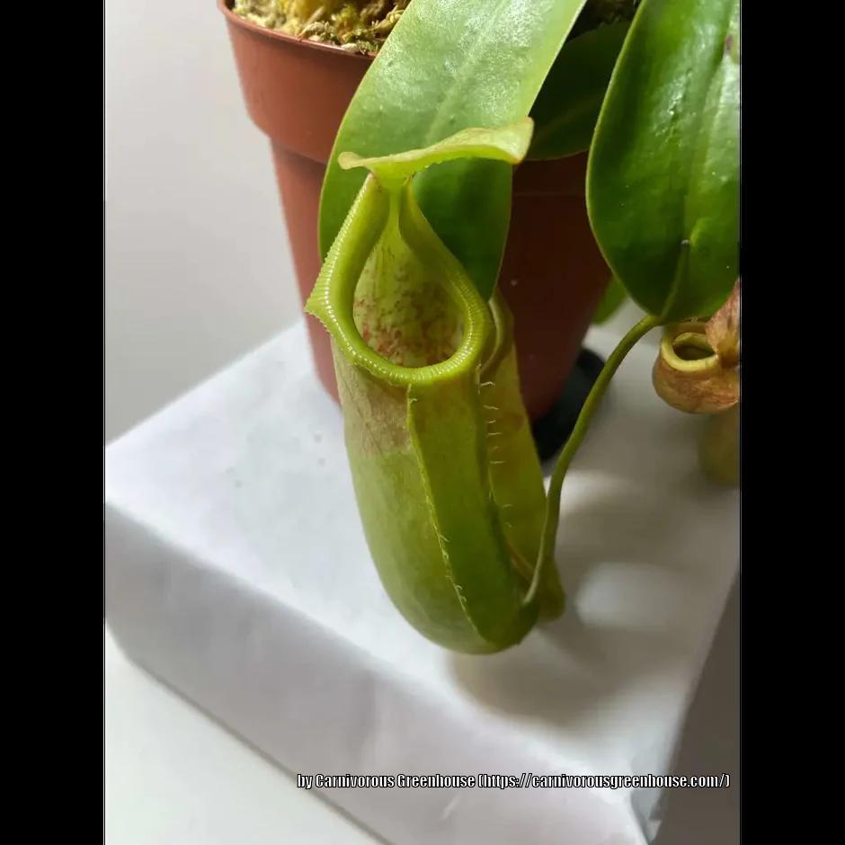Photo of Pitcher Plant (Nepenthes) uploaded by sedumzz