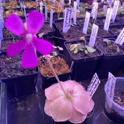 Location: Used with permission from Carnivorous Greenhouse. Plants for sale: https://carnivorousgreenhouse.com/
Pinguicula laueana x cyclosecta