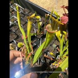 Location: Used with permission from Carnivorous Greenhouse. Plants for sale: https://carnivorousgreenhouse.com/
Sarracenia 'D. Colossus' x 'V. Treasure'
