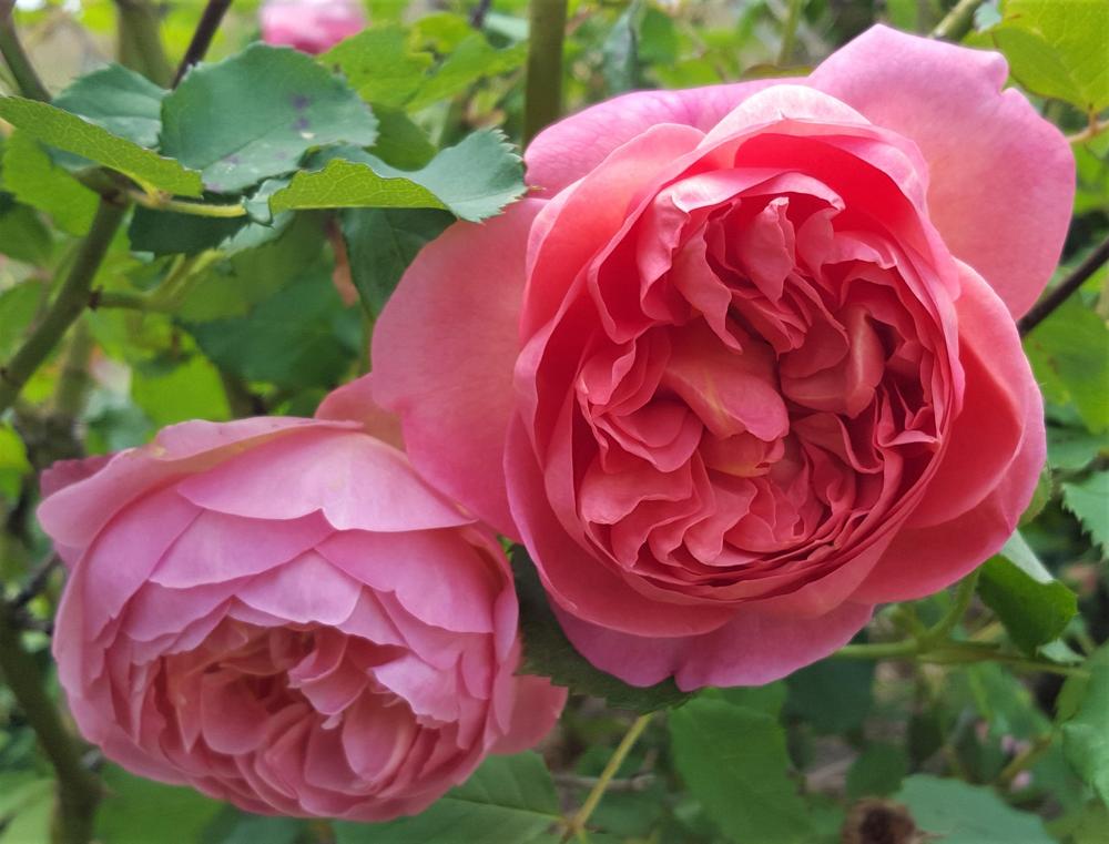 Photo of Rose (Rosa 'Boscobel') uploaded by LolaTasmania
