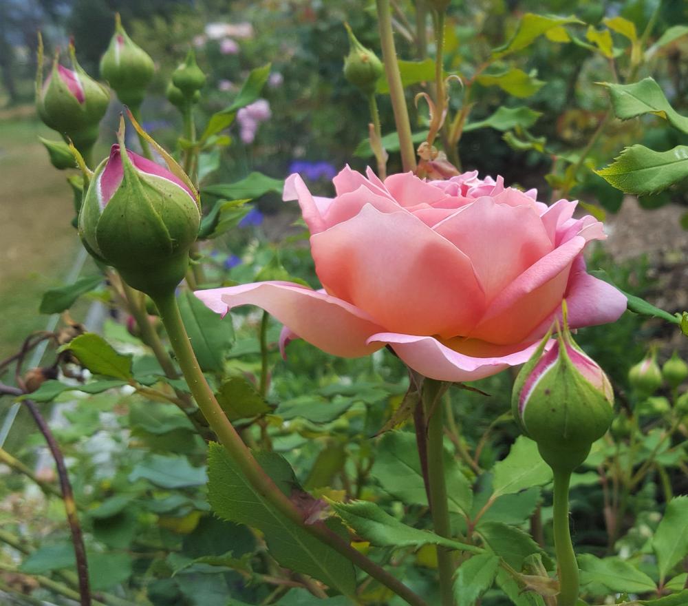 Photo of Rose (Rosa 'Jubilee Celebration') uploaded by LolaTasmania