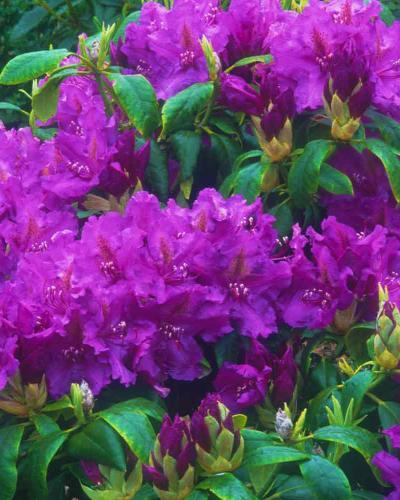 Photo of Rhododendron 'Lee's Dark Purple' uploaded by Joy