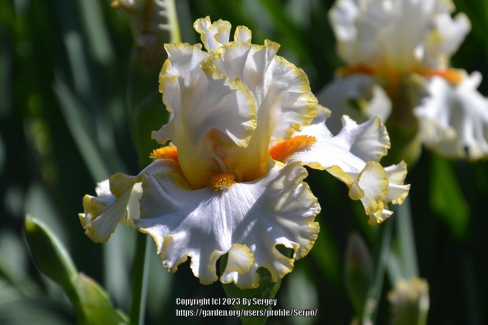 Photo of Tall Bearded Iris (Iris 'Stolen Sweets') uploaded by Serjio