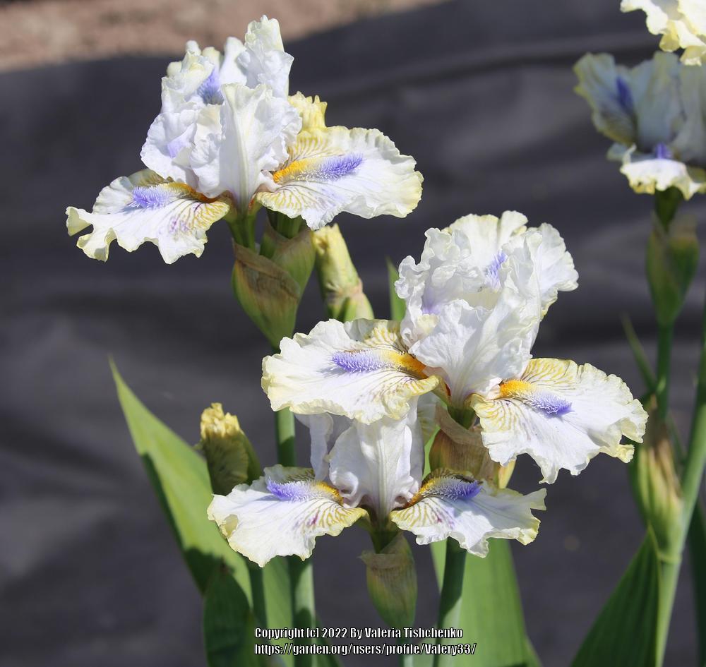 Photo of Intermediate Bearded Iris (Iris 'Tickle the Ivories') uploaded by Valery33